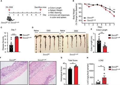 Socs3 expression in myeloid cells modulates the pathogenesis of dextran sulfate sodium (DSS)-induced colitis